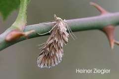 Cynaeda dentalis
