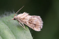 Cynaeda dentalis