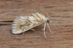 Cynaeda dentalis