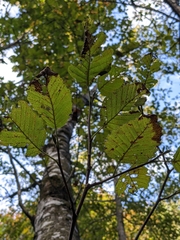 Alnus rubra
