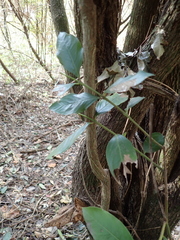 Acokanthera oppositifolia