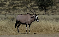 Oryx gazella