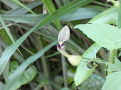 Aristolochia papillaris