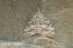 Evergestis sophialis