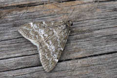 Evergestis sophialis