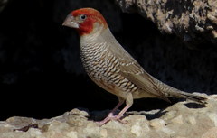 Amadina erythrocephala