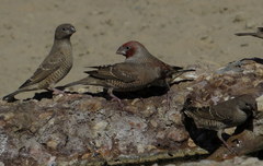 Amadina erythrocephala