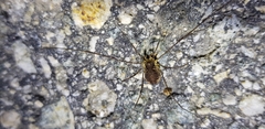 Oligolophus tienmushanensis