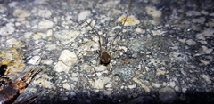 Oligolophus tienmushanensis