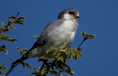 Polihierax semitorquatus