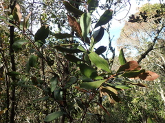 Olea capensis macrocarpa