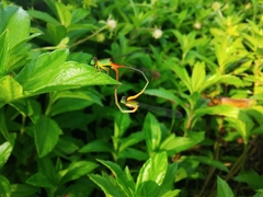 Ceriagrion cerinorubellum