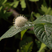 Cephalanthus occidentalis - Photo (c) Susan Elliott,  זכויות יוצרים חלקיות (CC BY-NC)