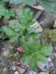 Ranunculus repens