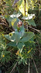 Silphium perfoliatum