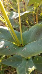 Silphium perfoliatum