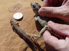 Aspidoscelis uniparens