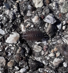 Porcellio obsoletus