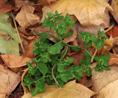 Euphorbia peplus iNat (3)