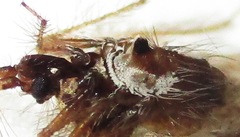 Holoptilus nebulosus