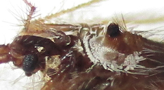 Holoptilus nebulosus