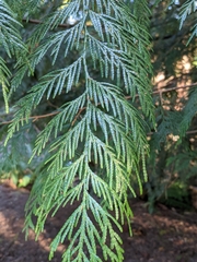 Thuja plicata