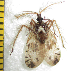Holoptilus nebulosus