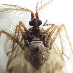 Holoptilus nebulosus