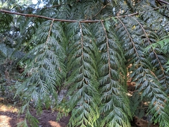 Thuja plicata