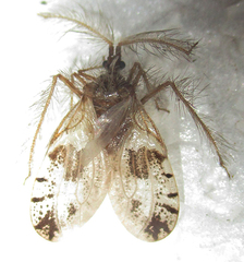 Holoptilus nebulosus