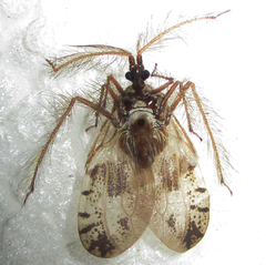 Holoptilus nebulosus