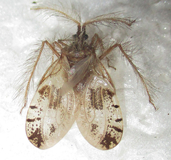 Holoptilus nebulosus