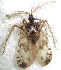 Holoptilus nebulosus
