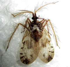 Holoptilus nebulosus