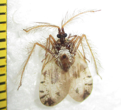 Holoptilus nebulosus
