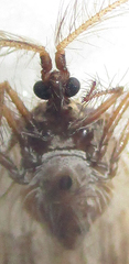 Holoptilus nebulosus
