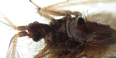 Holoptilus nebulosus