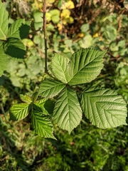 Rubus bifrons
