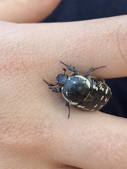 Aethiessa mesopotamica