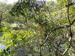 Elaeodendron croceum