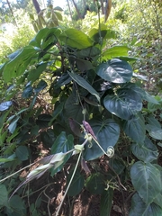 Passiflora ligularis