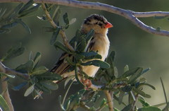 Vidua regia