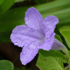 Ruellia bahiensis