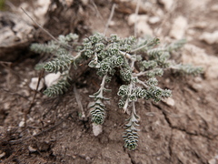 Alyssum serpyllifolium