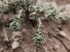 Alyssum serpyllifolium