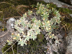 Schivereckia podolica