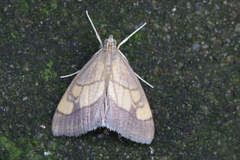Evergestis limbata