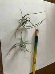 Tillandsia recurvata image