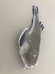 Astroscopus y-graecum