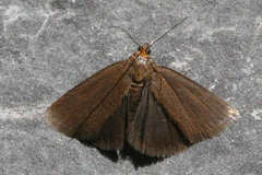 Evergestis aenealis